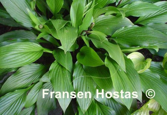 Hosta Maraschino Cherry